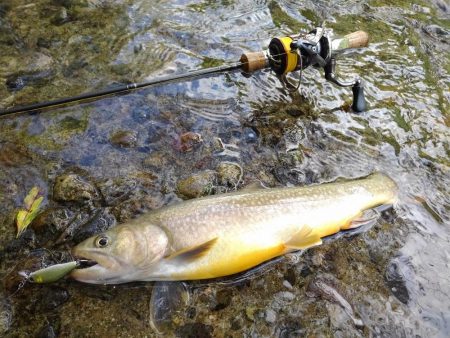 大イワナ登場！